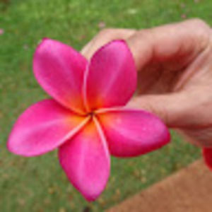 Meet your Posher, Kinar